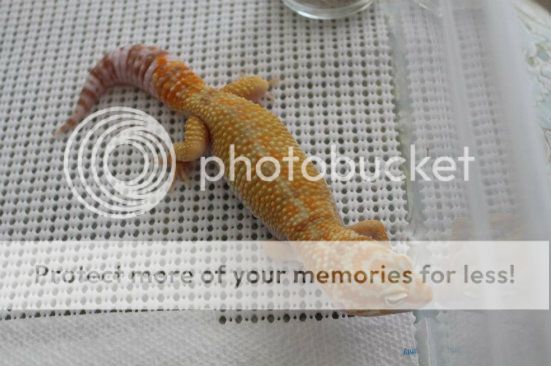 IMG_0477_zps7dbd8e89-1_zpsb5fdd2e9.jpg
