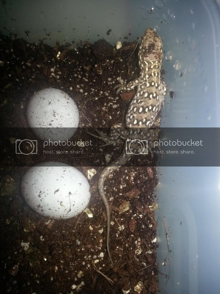20130308_073926_zps3747576d.jpg