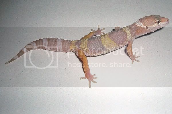 pasteltremper1107.jpg