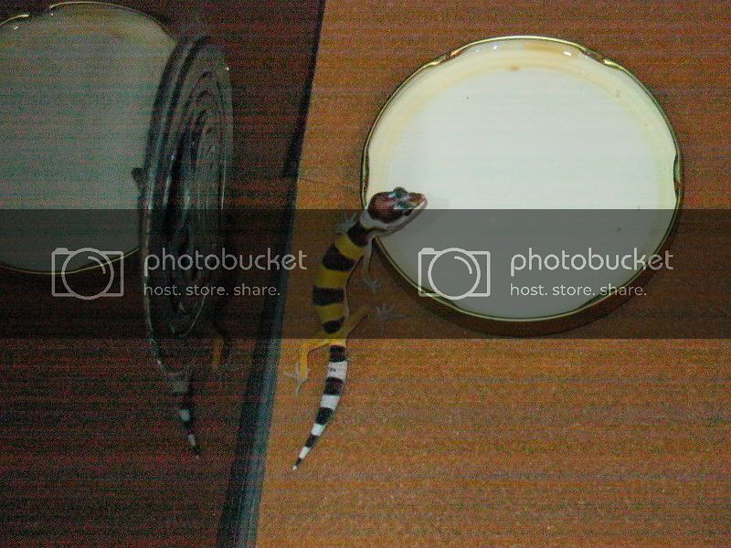 Picture092.jpg