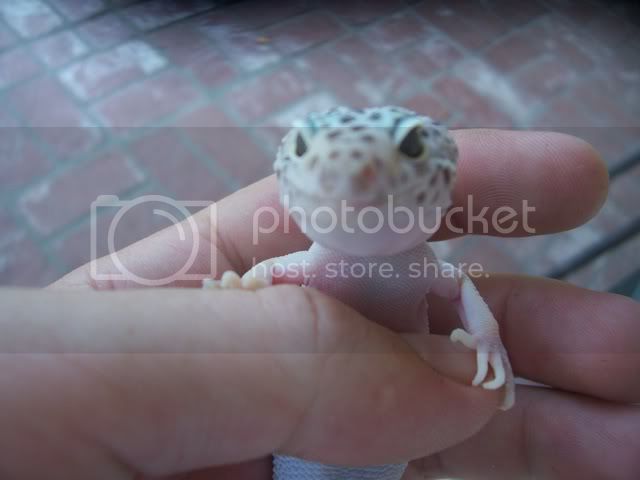 Gecko015.jpg