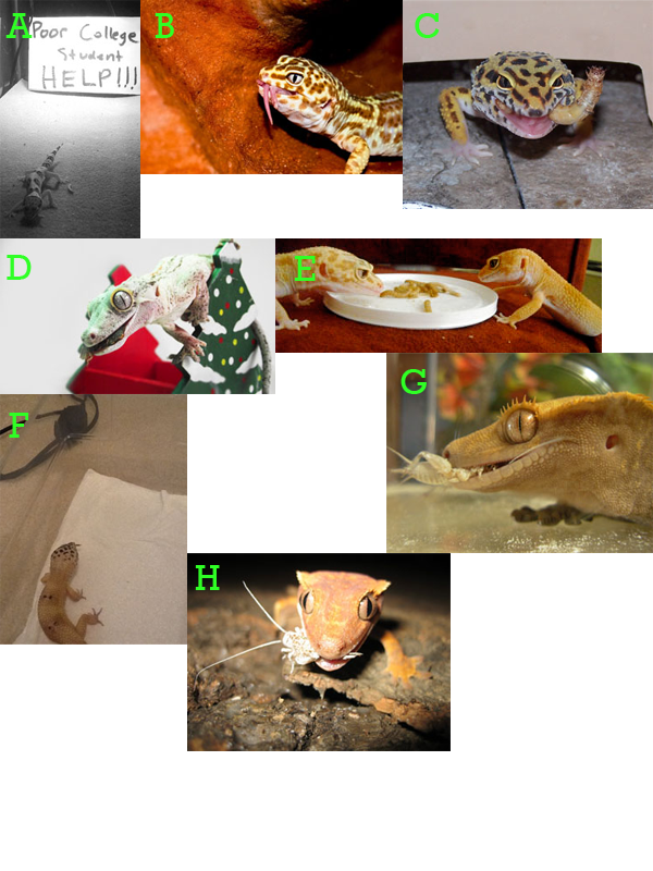 geckocontest.png