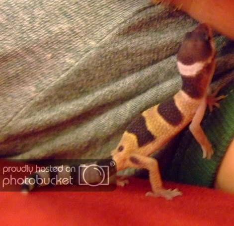 babygecko.jpg