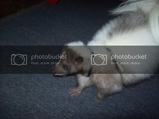 thumper021.jpg