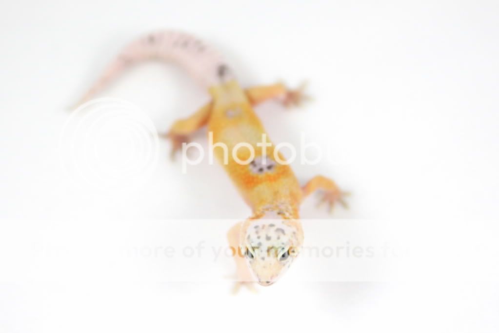 CreamsicleEnigma26g2.jpg