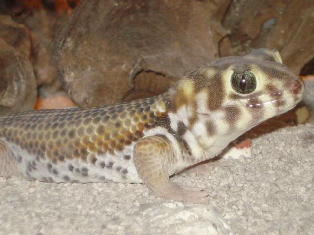 geckoniaenparoedura107.jpg