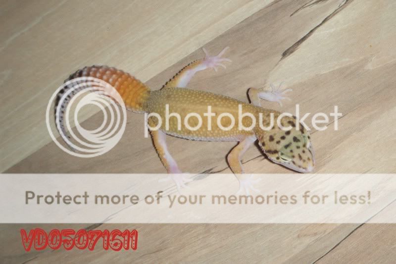 DSCF0833.jpg