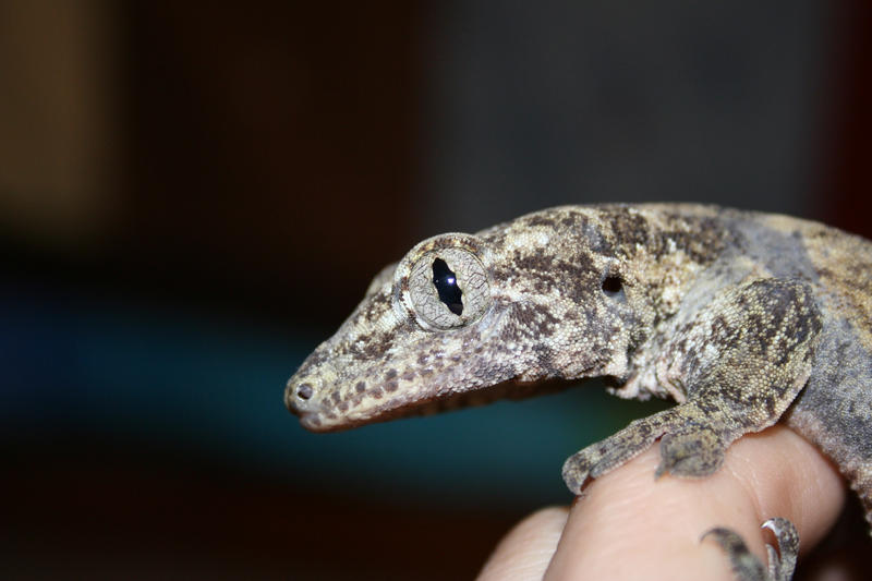 new_Gecko_by_spshlfx.jpg