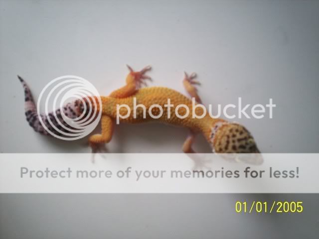geckos021.jpg