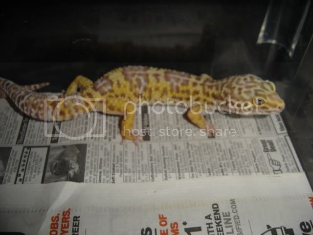 leopards036.jpg