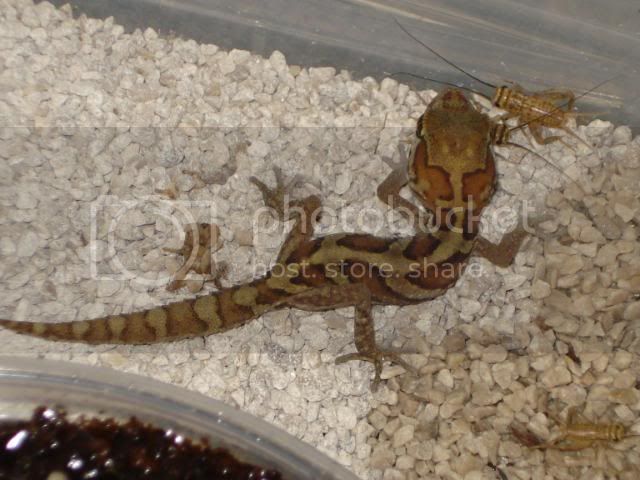 geckoniaenparoedura044.jpg