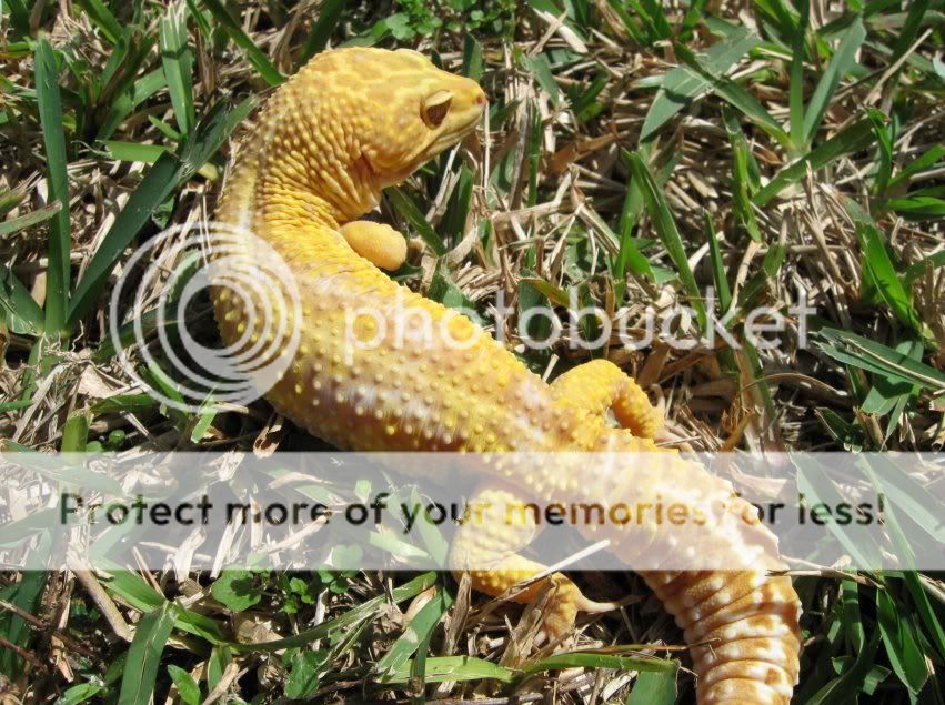 Leopardgeckos343-1.jpg