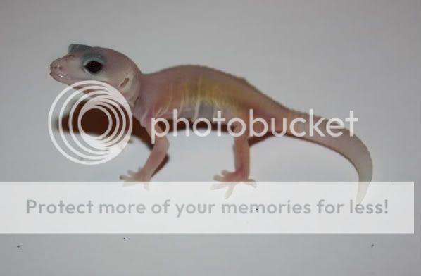 gex048.jpg