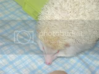 hedgie010.jpg