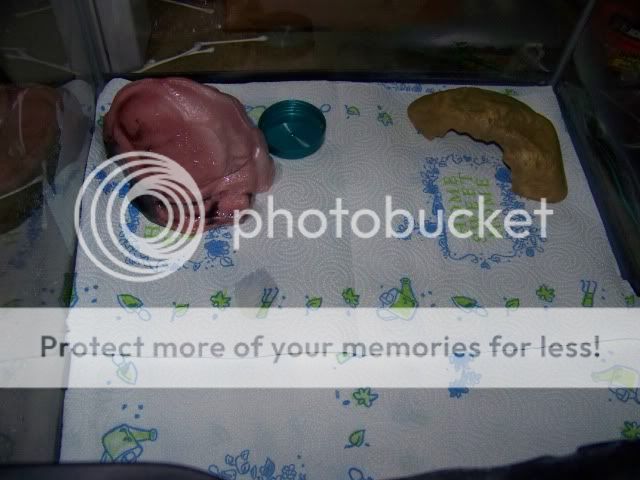 100_2498.jpg