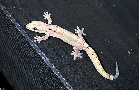 0813-04mourninggecko.jpg