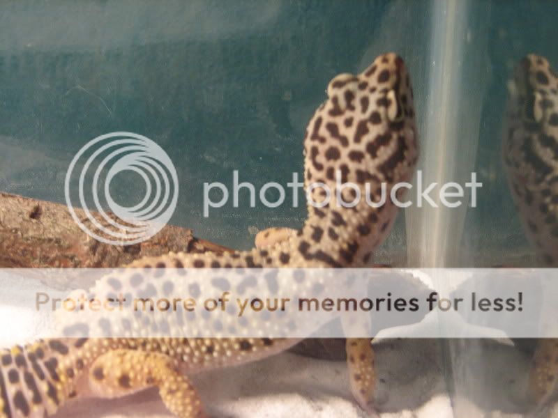 pictures013.jpg