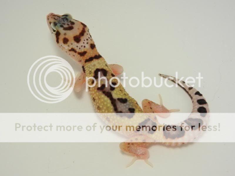 GeckosAugust2011012.jpg