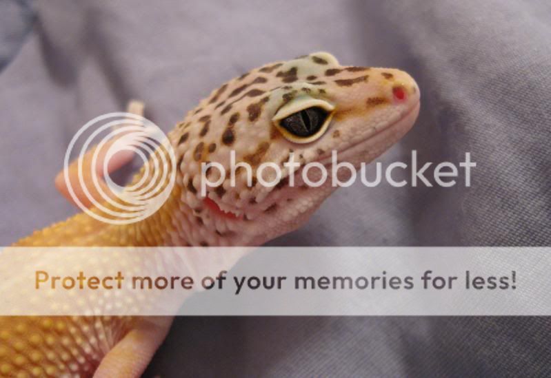 Leopardgeckos140-1.jpg
