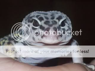 geckos1019.jpg
