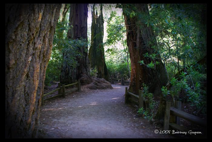 redwoodtrail7-1.jpg