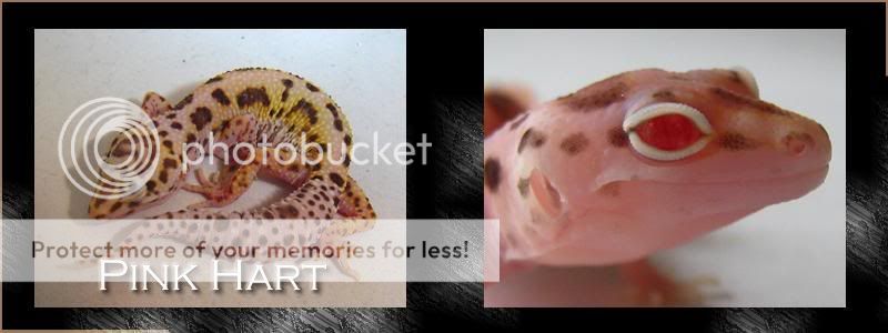 PinkHart.jpg