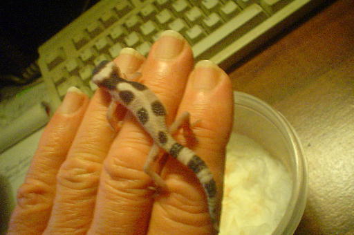 geckosecond2008four.jpg