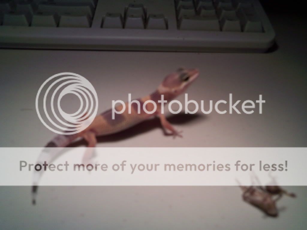 leopardgecko1.jpg