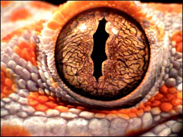 tokay_gecko_eye_by_microstock-d4jlchn.png