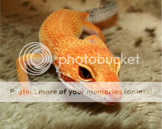 EasterGeckos096.jpg