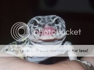 geckos1017.jpg