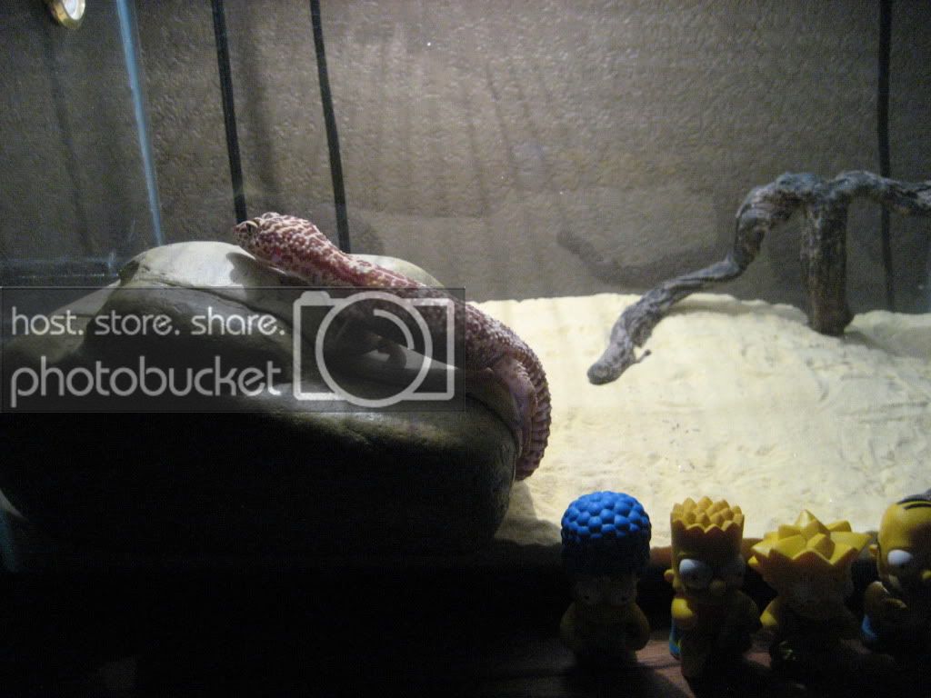 gecko003.jpg