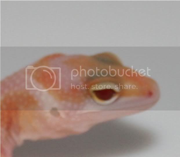 CopyofGeckoHatch08016.jpg