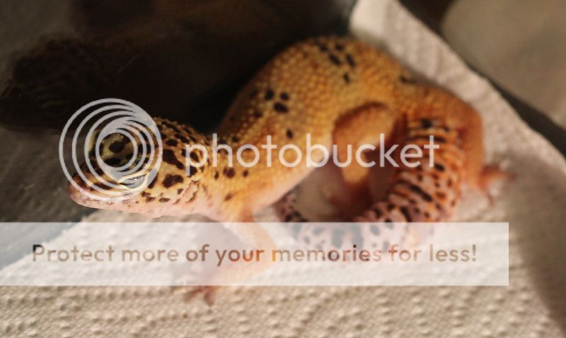 IMG_0022-001_zps75d5d0ba.jpg