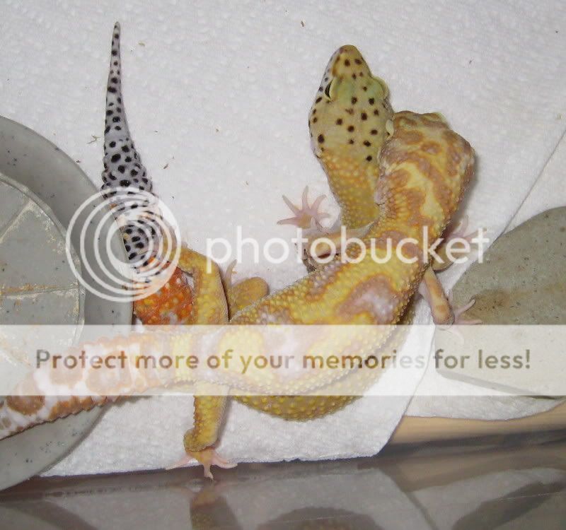geckolove.jpg