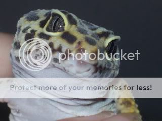 geckos1036.jpg