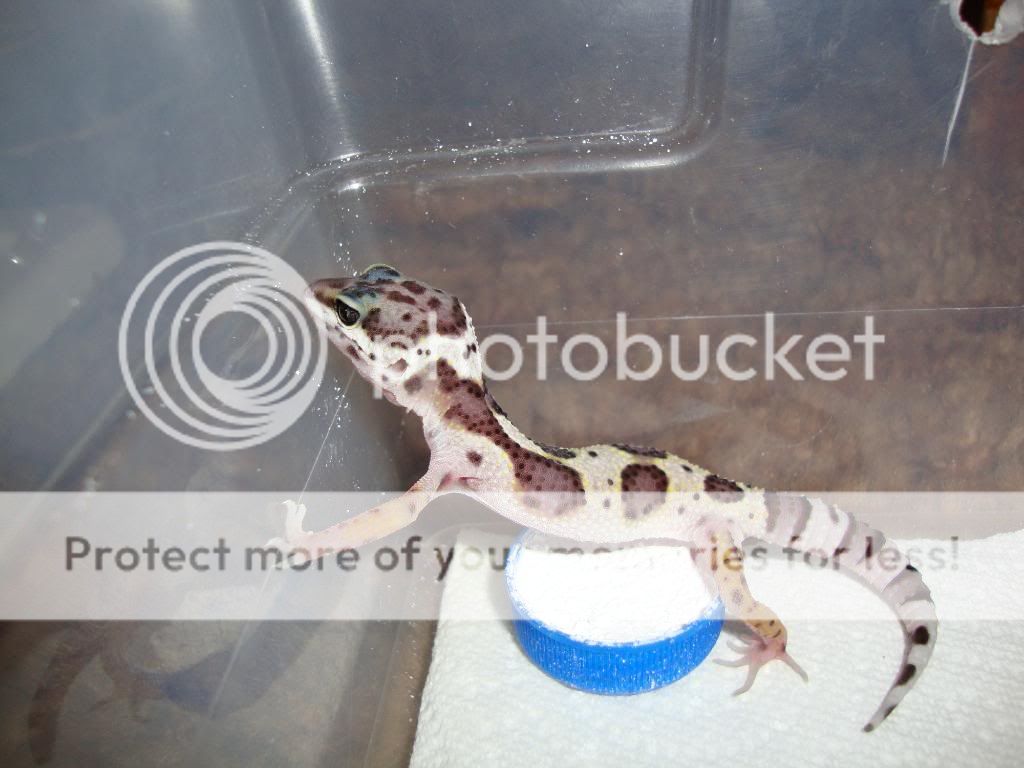 Geckos096.jpg