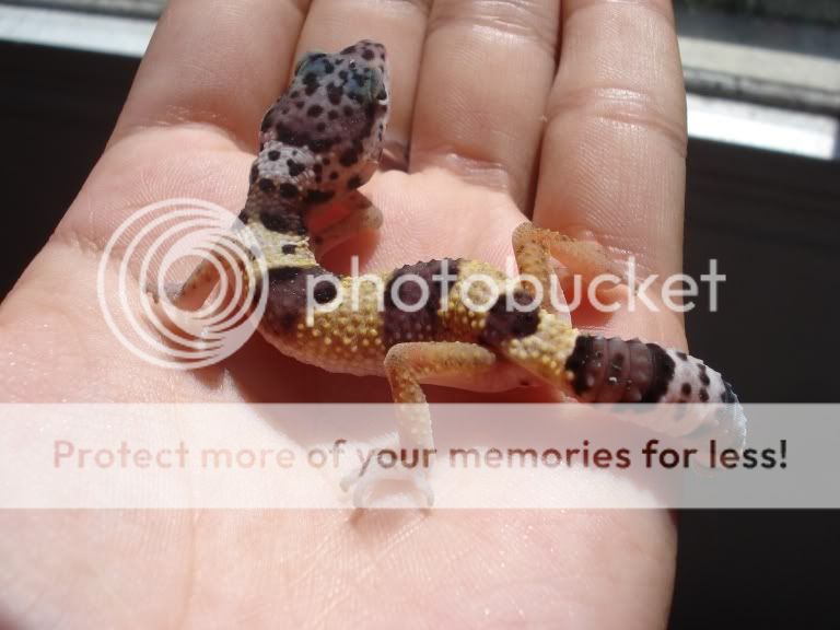 gecko017.jpg
