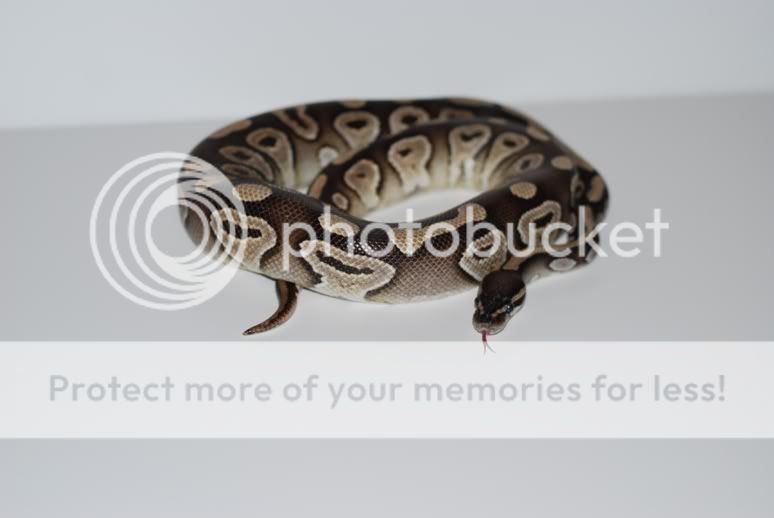 Mojave2.jpg