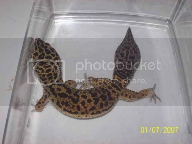 morepics001.jpg