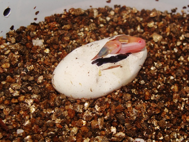 Gecko%20Babies%20resize%203.JPG
