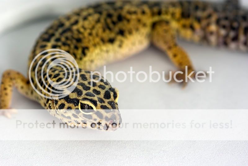 gecko-photo-shoot-2.jpg