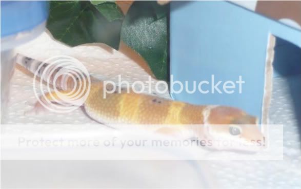 geckos845.jpg