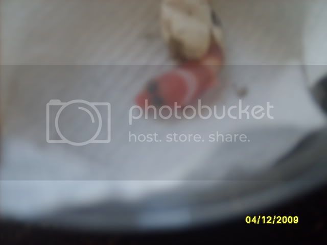Picture259.jpg