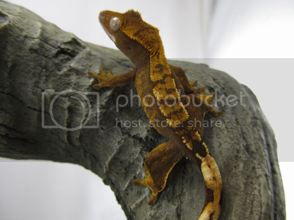 geck050.jpg