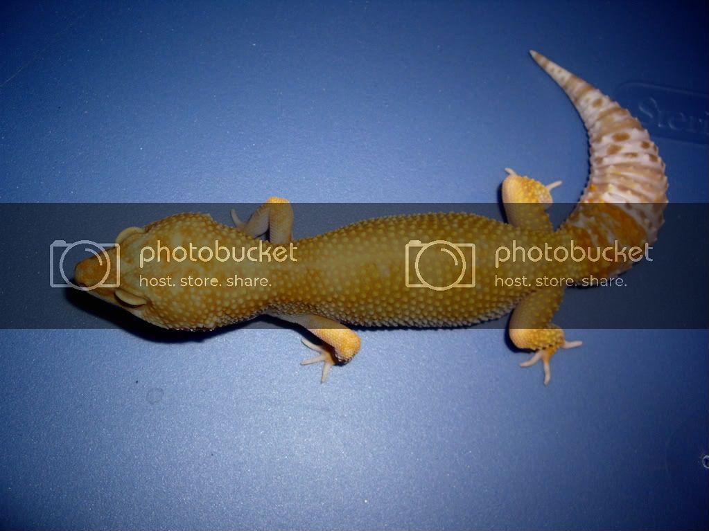 SAPHYRE5.jpg