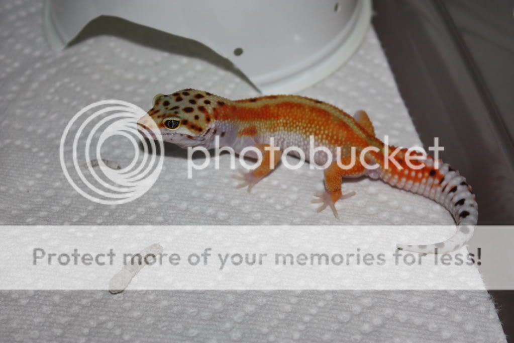 porkchopsilkworm.jpg