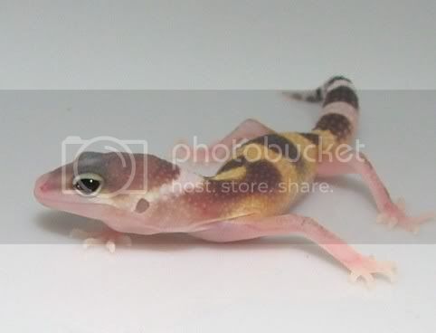 CopyofGeckoHatch08006.jpg