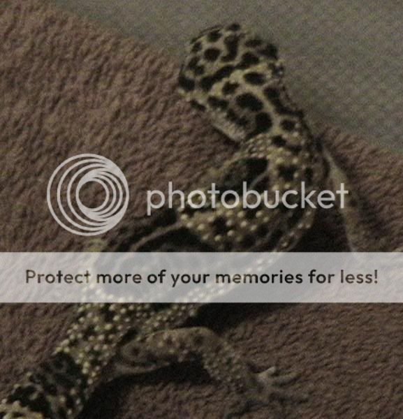 leopardgeckos-04.jpg