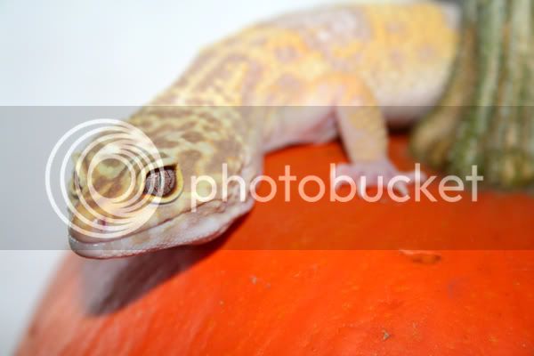 pele_oct01sm.jpg